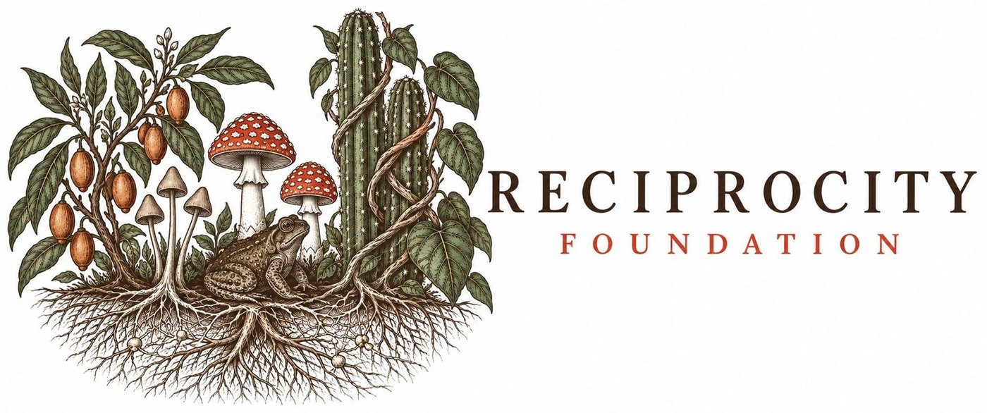 Reciprocity Foundation – Pflanzen, Pilze und Kröte, verbunden durch ein Wurzelgeflecht